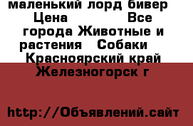 маленький лорд бивер › Цена ­ 10 000 - Все города Животные и растения » Собаки   . Красноярский край,Железногорск г.